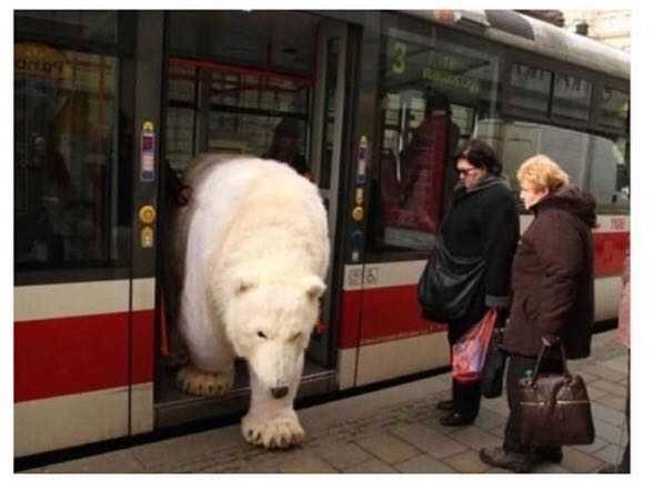 Transit Polar Bear