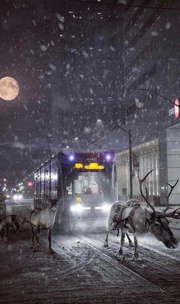 Winter and Streetcars and Reindeer, Oh my! 